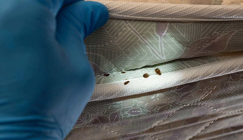 EntoLogic technician performing bed bug inspection in South Florida