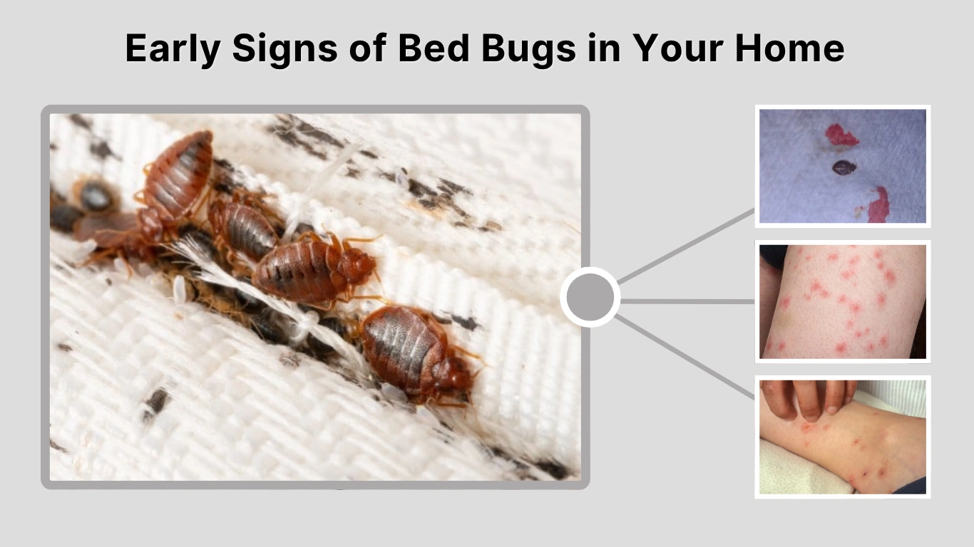 Signs of bed bug activity including fecal staining and shed skins