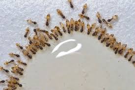 EntoLogic technician applying targeted ant bait treatment