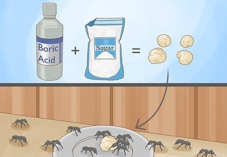 How Does Professional Ant Pest Control Ensure Long Term Prevention?