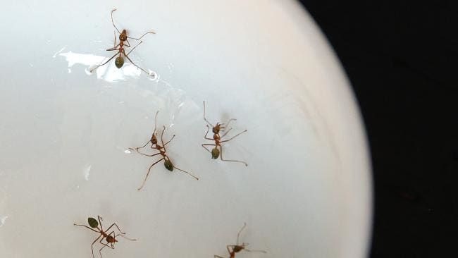 The Biology of Ants and Why It Matters