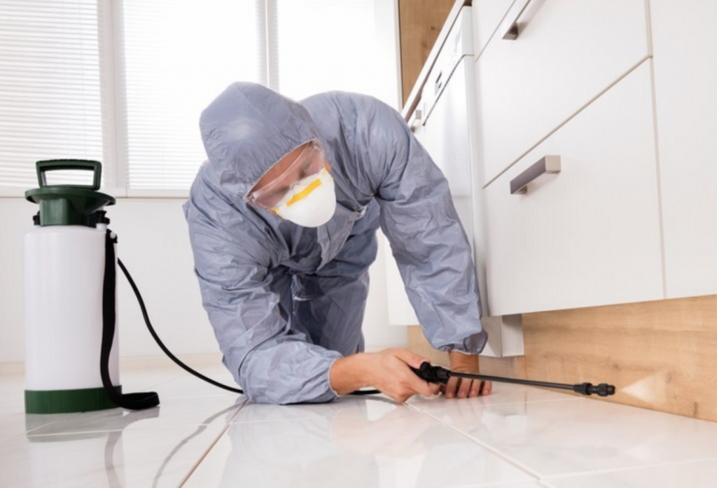 The Role of a Termite Control Company
