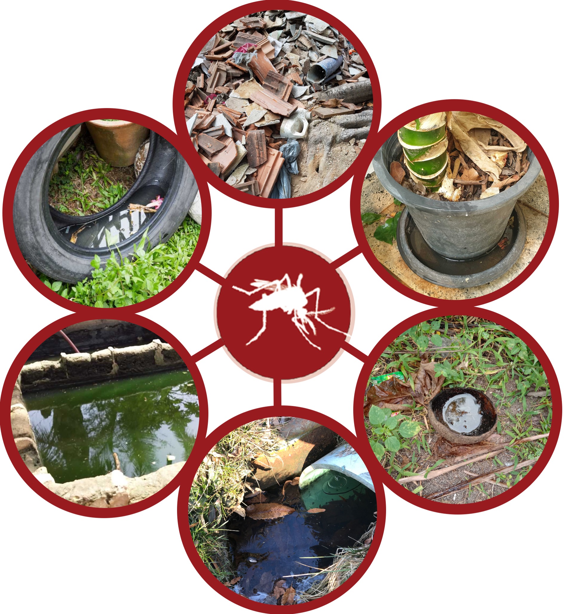 Common mosquito breeding sites around a South Florida home