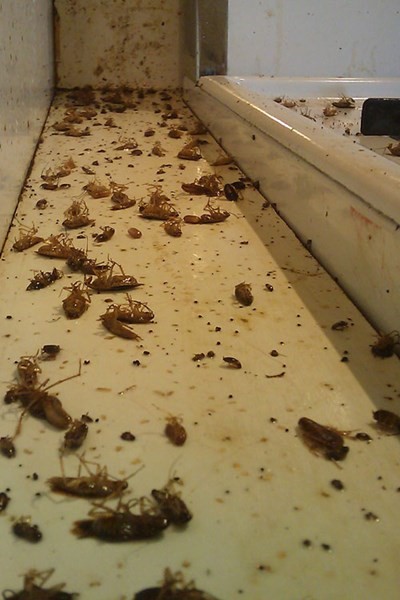 EntoLogic technician applying cockroach gel bait treatment in kitchen