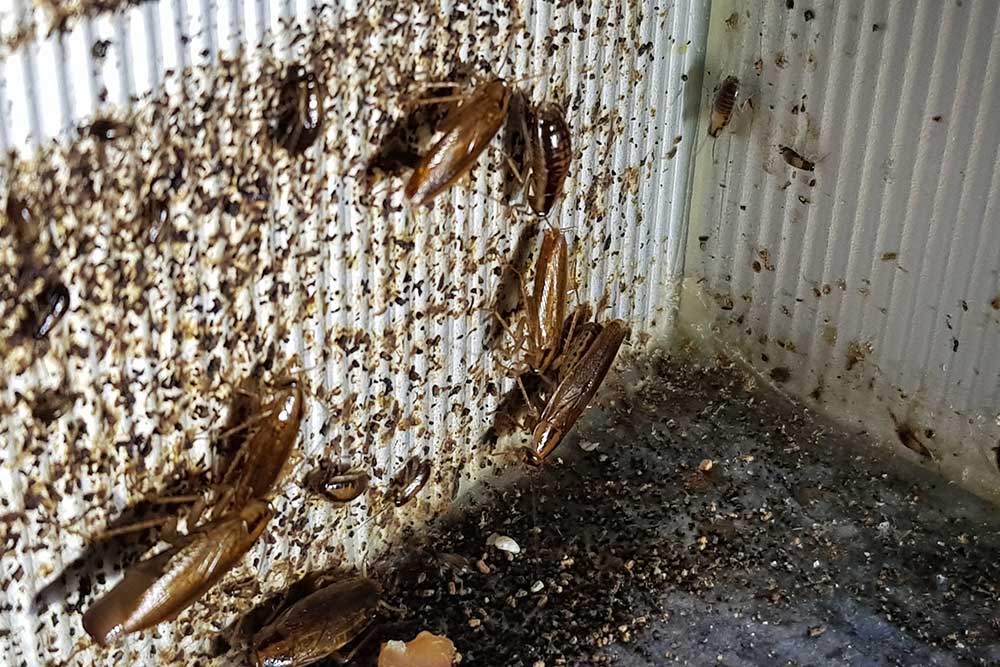Signs of cockroach infestation including droppings and egg casings