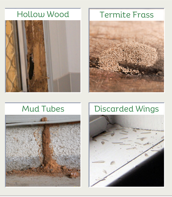 Termite mud tubes and wood damage — common warning signs